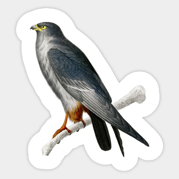 Vintage red-footed falcon bird-animalia clothing Sticker by Phantom Troupe